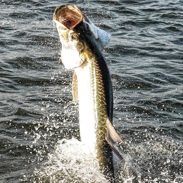 Jumping Right Into The Summer! - Off The Hook Fishing Charters